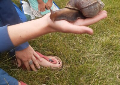 Besuch einer Riesenschnecke