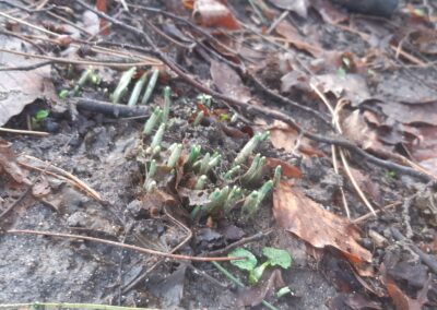 Wir finden den Frühling